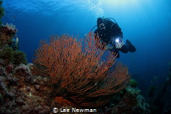 Diver and gorgonian at Catalina Island. Canon 7D, Aquatic... by Lee Newman 